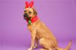 The Winnipeg Humane Society is Crammed with Dogs: Drastically Reducing...